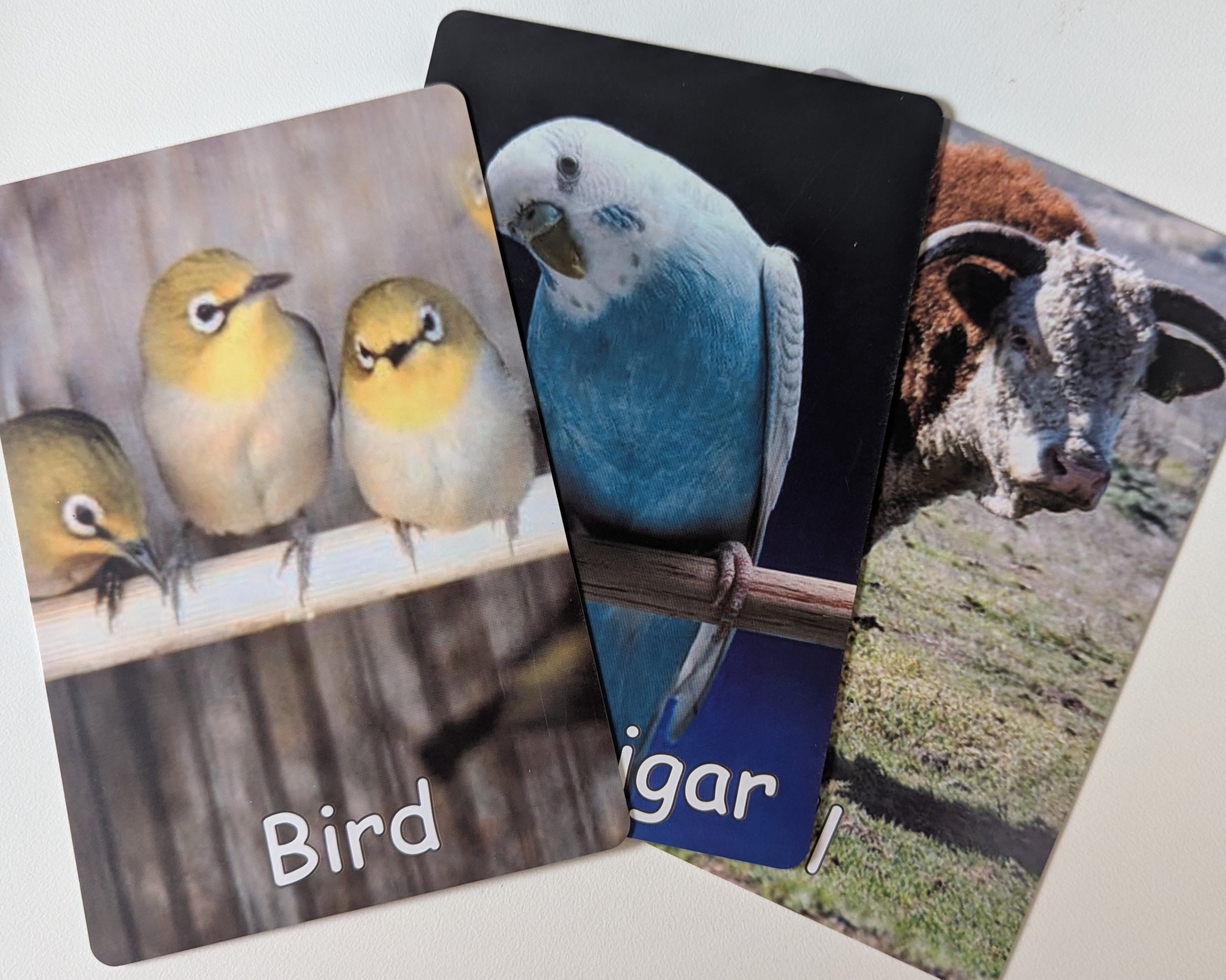 Auslan Flashcards - Animals