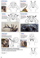 Understanding Descriptors In Auslan